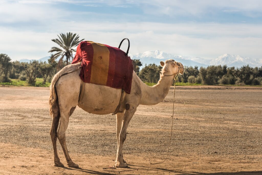 Camel ride in the Palmeries photo banner2