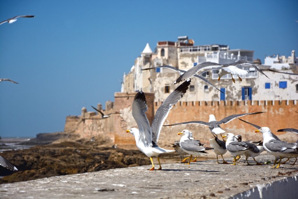Essaouira carroussel photo3