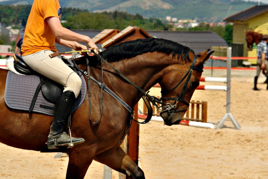 Horse riding in Marrakech