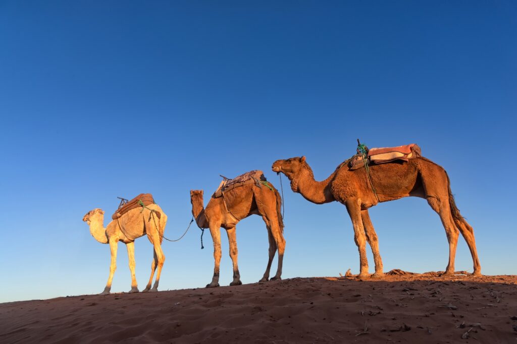 private-desert-trip-to-4days-zagora-erg-chegaga12
