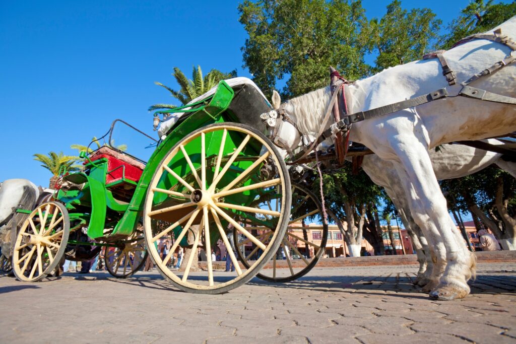 Private Day trip from Casablanca to Marrakech 43